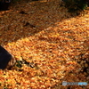 銀杏の落ち葉絨毯