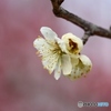 梅便りー１５
