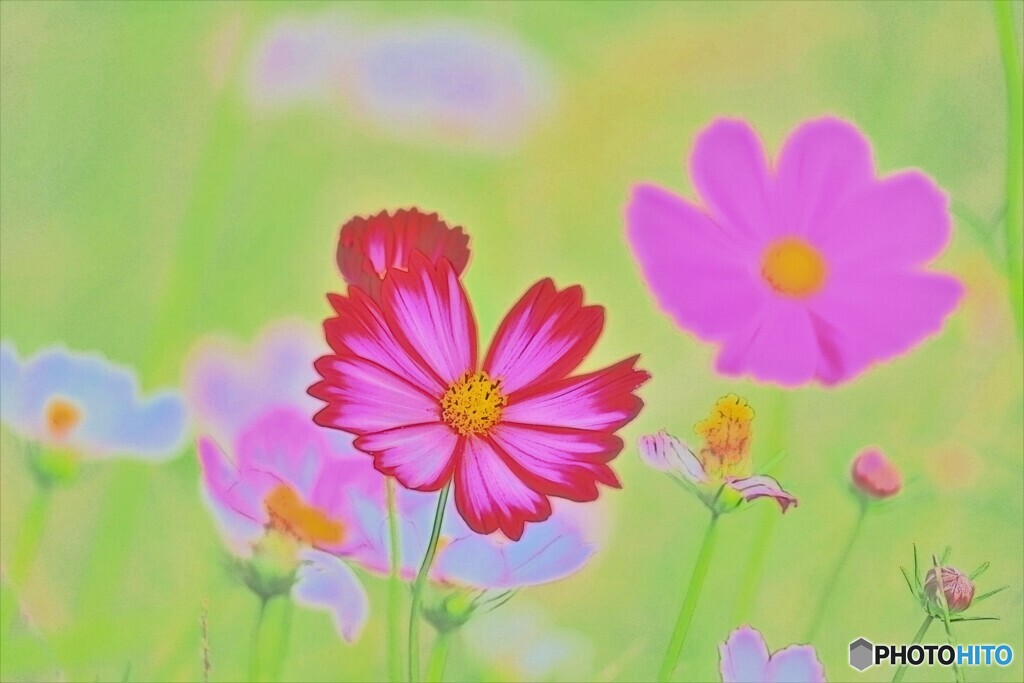 アートな秋桜ー１