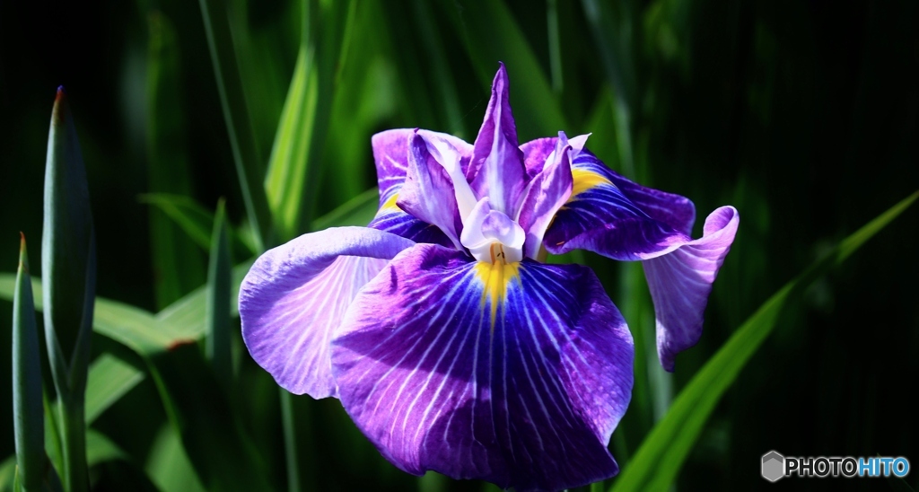 花菖蒲　４