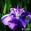 花菖蒲　４