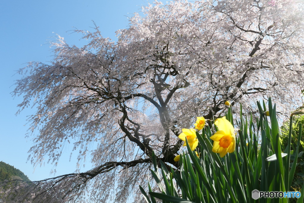 又兵衛桜（本郷の瀧桜）ー６