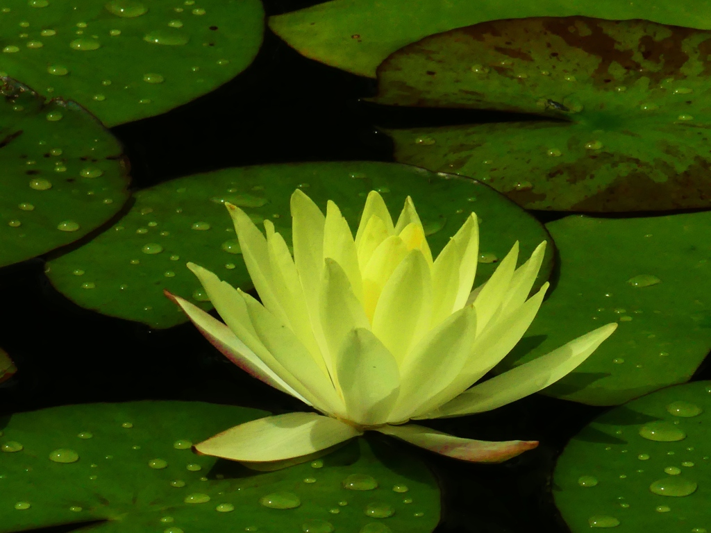 黄睡蓮－１
