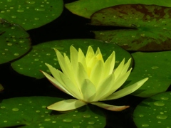黄睡蓮－１
