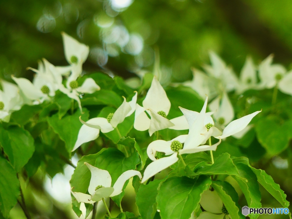 山法師（ヤマボウシ）