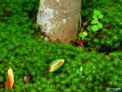 苔のある風景ー１