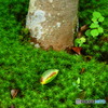 苔のある風景ー１