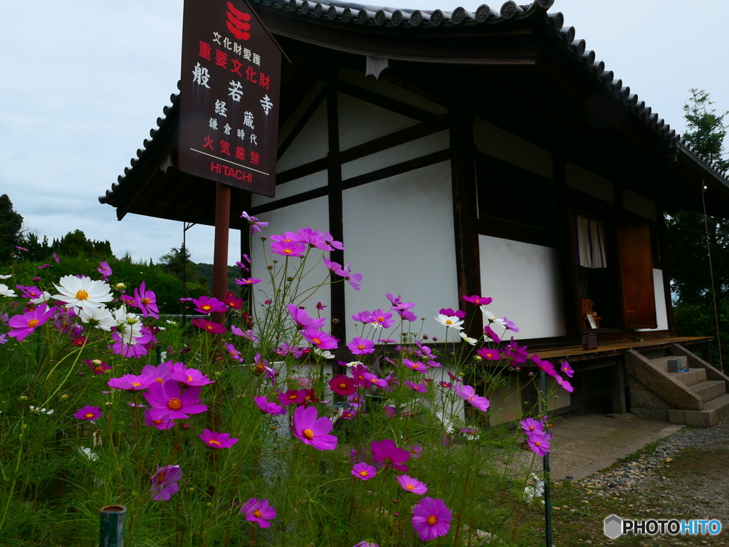 コスモス寺でー１５　経蔵