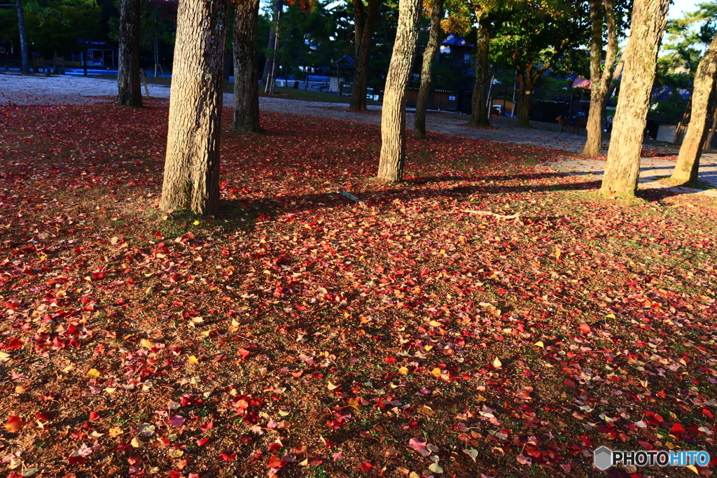 ナンキンハゼの落ち葉絨毯