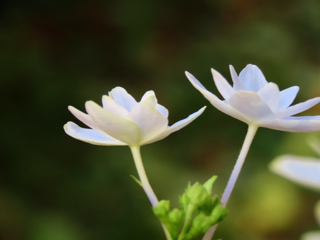 八重咲紫陽花　３