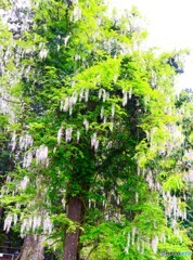 萬葉植物園の藤　１