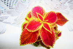 leaf-4