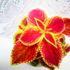 leaf-4