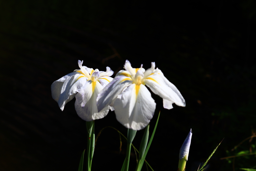 花菖蒲 ２