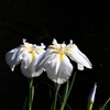 花菖蒲 ２