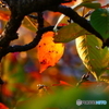 桜紅葉彩－２