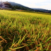 明日香村の秋　８　甘樫丘付近