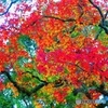 彩彩（さいさい）ー３