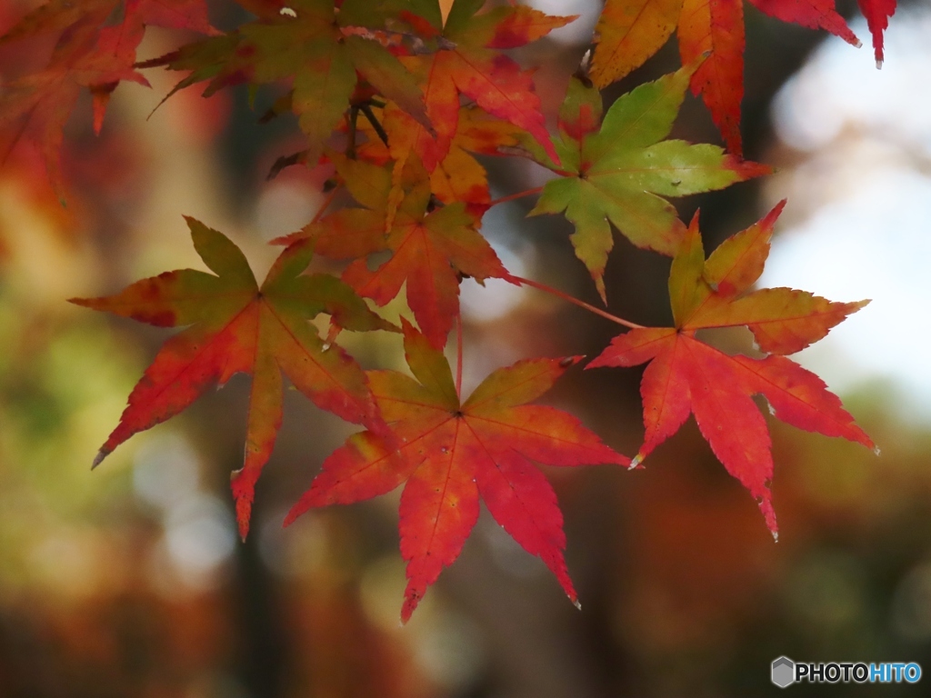 紅葉　まだまだー２