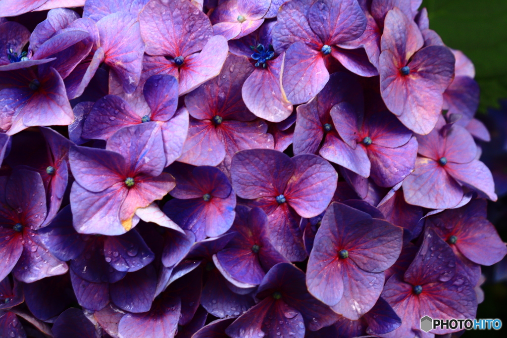紅い紫陽花