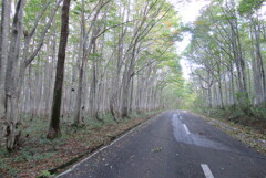 静寂の道