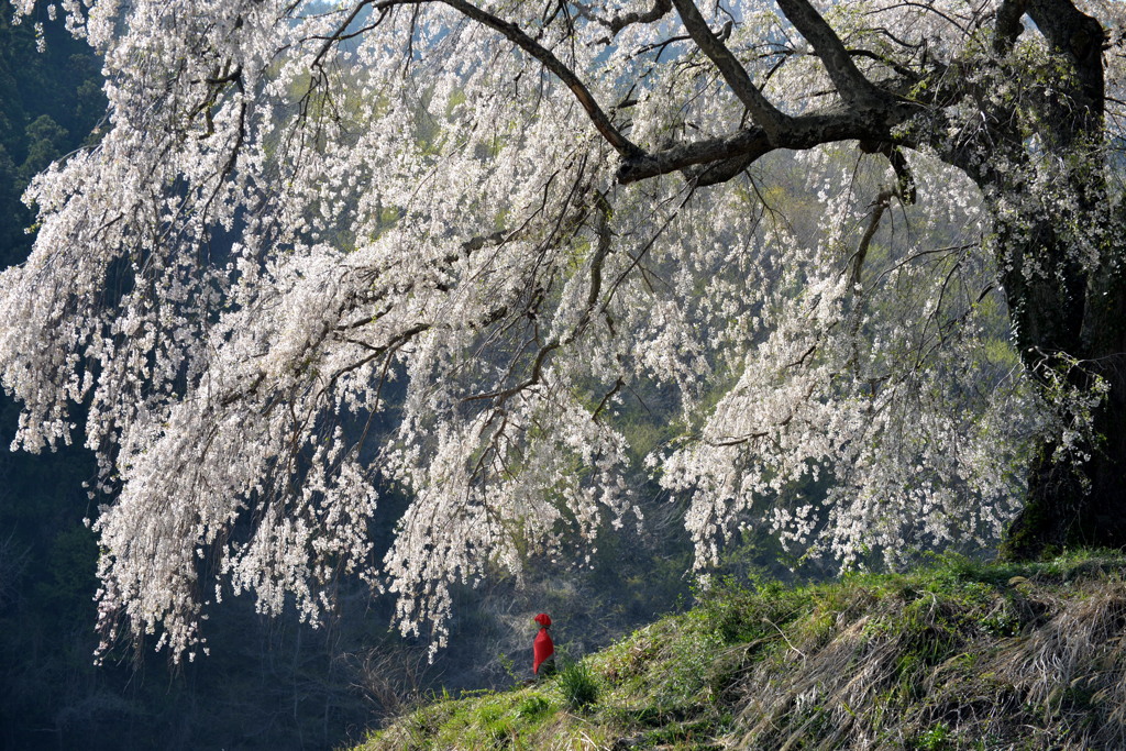 地蔵桜