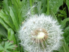 飛んでとんで