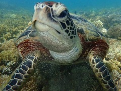 Sea turtle