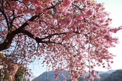 河津桜