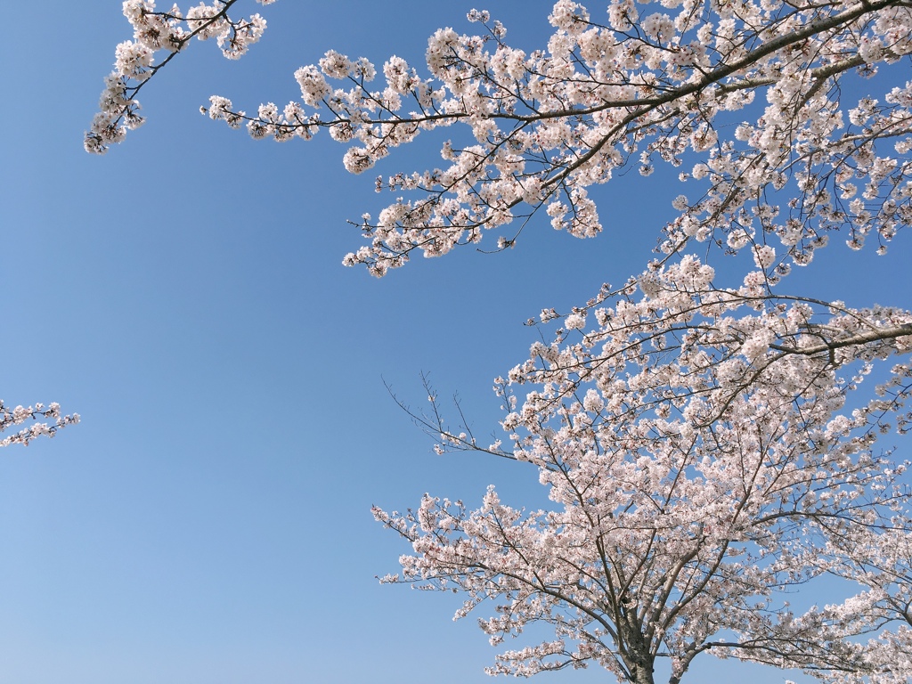 cherry blossoms