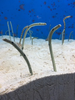 ちんあなご