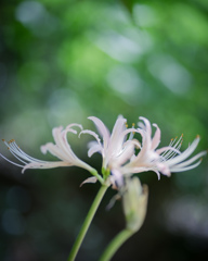 白曼殊沙華