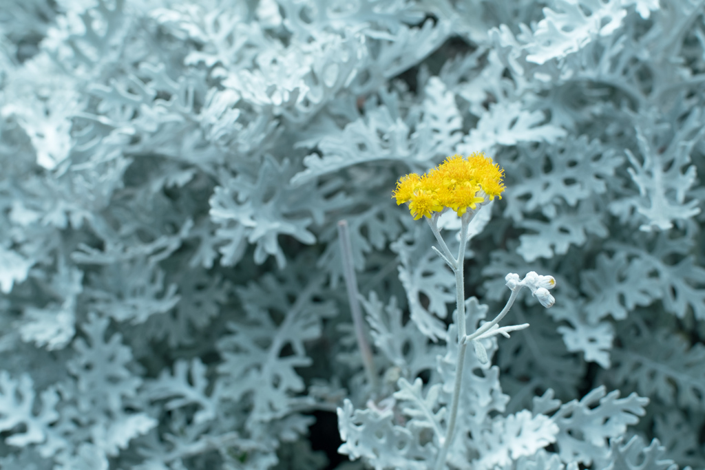 silver leaves