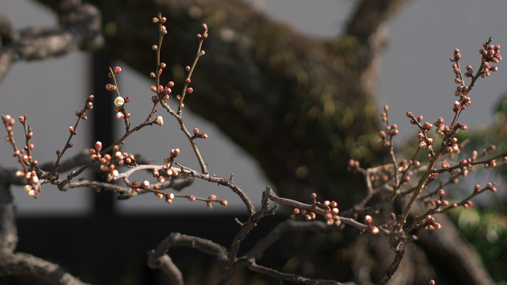 白梅