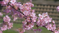 河津桜