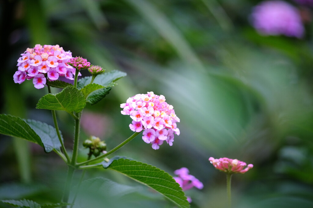 道端の 1