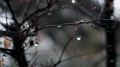 雨上がりの小枝