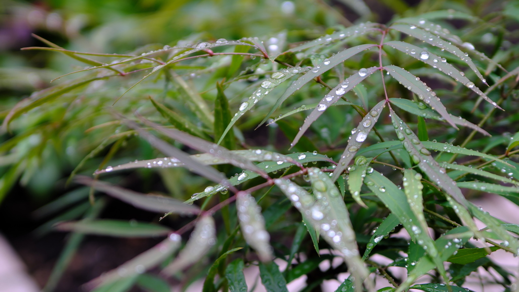 雨上がりの葉っぱ