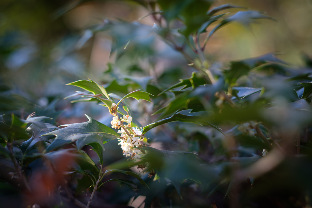 Holly Flowers