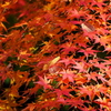 紅葉の賀 1