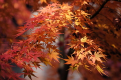 紅葉の賀 9