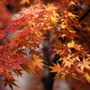 紅葉の賀 9