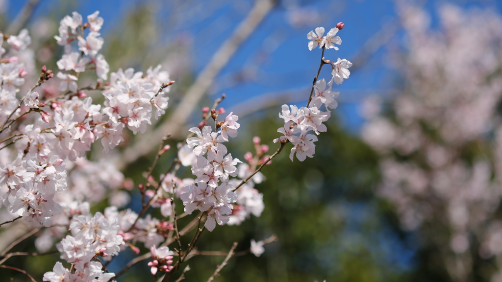 古都の庭園の桜