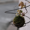 町角の苔玉
