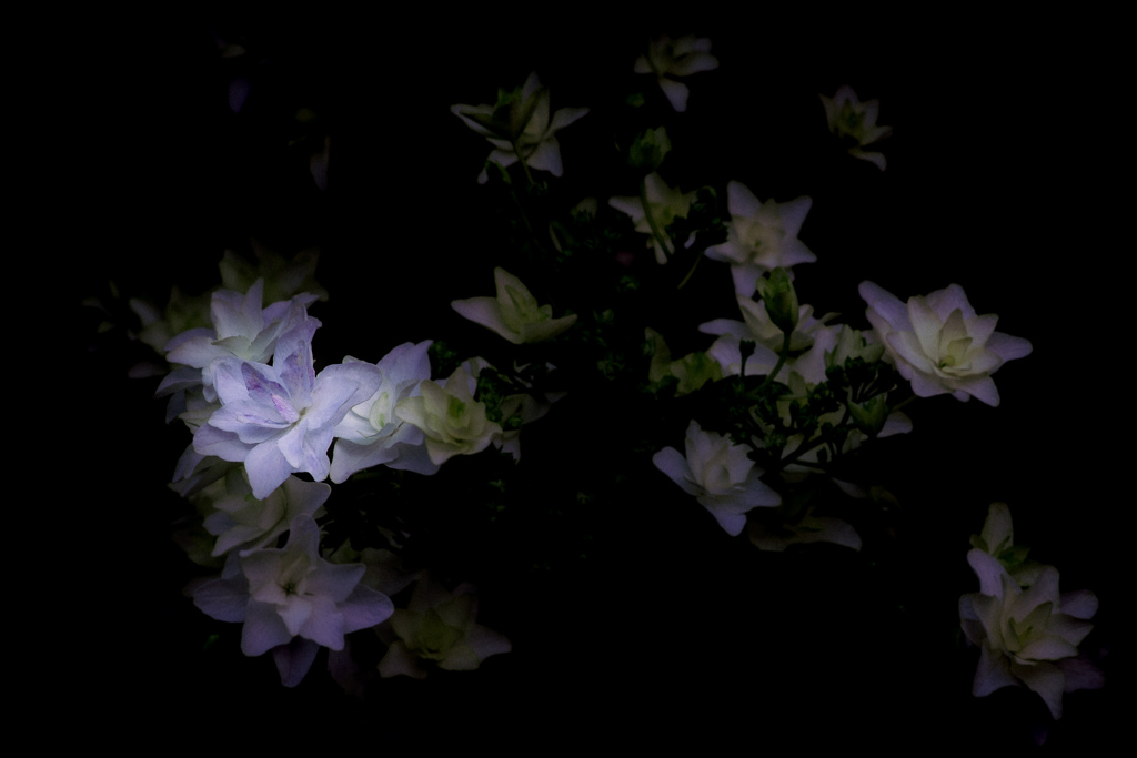 白花