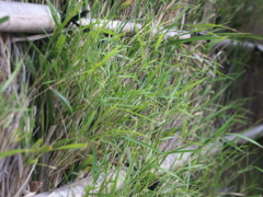 生け垣の緑（F3.5）