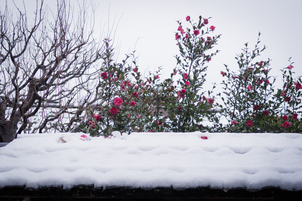 雪