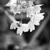 紫陽花
