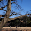 公園の辛夷