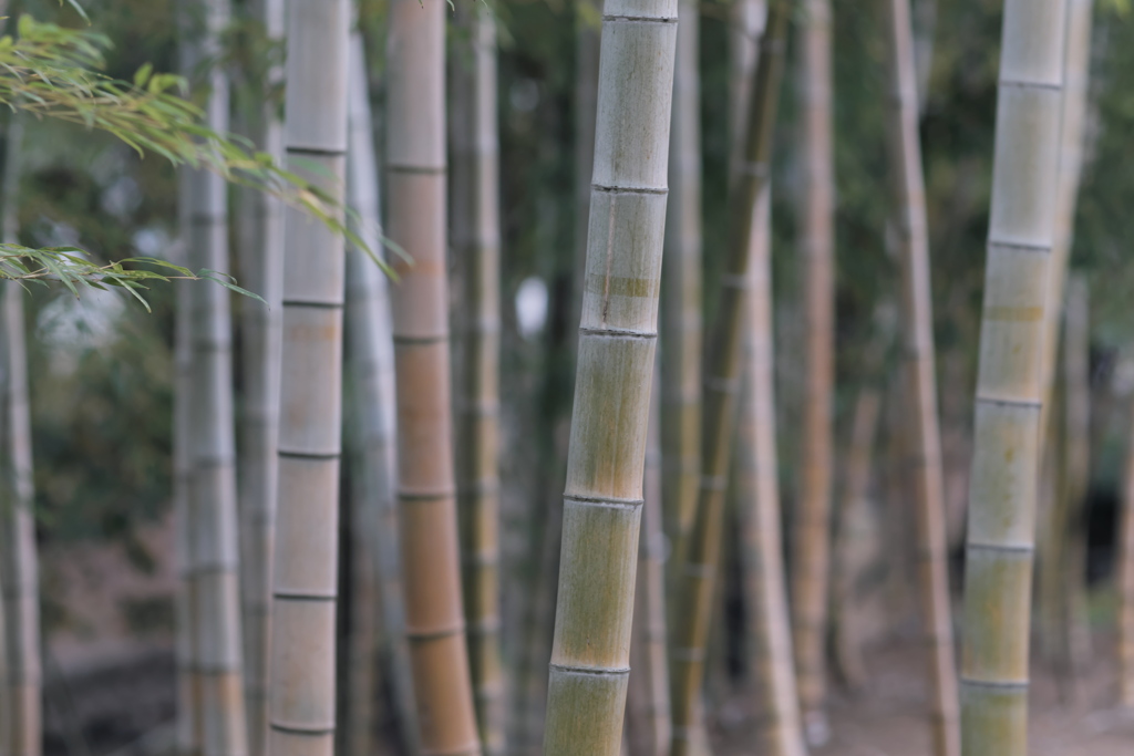 竹林